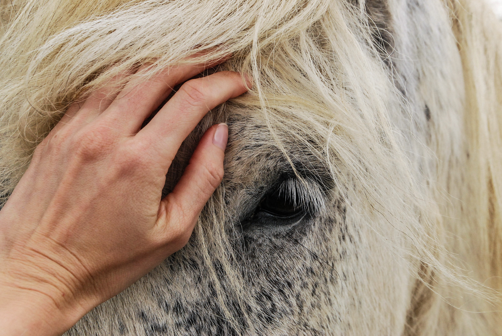4 Stages of Your Horse's Wound Healing Fauna Care